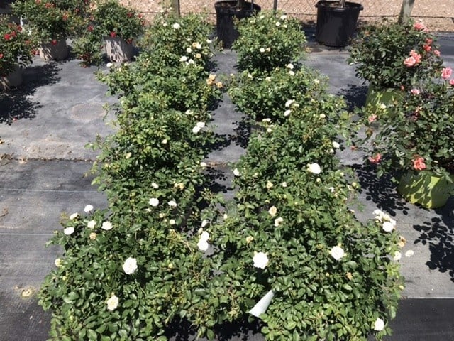 WHITE DRIFT® GROUNDCOVER ROSE BUSH, 3 GALLON