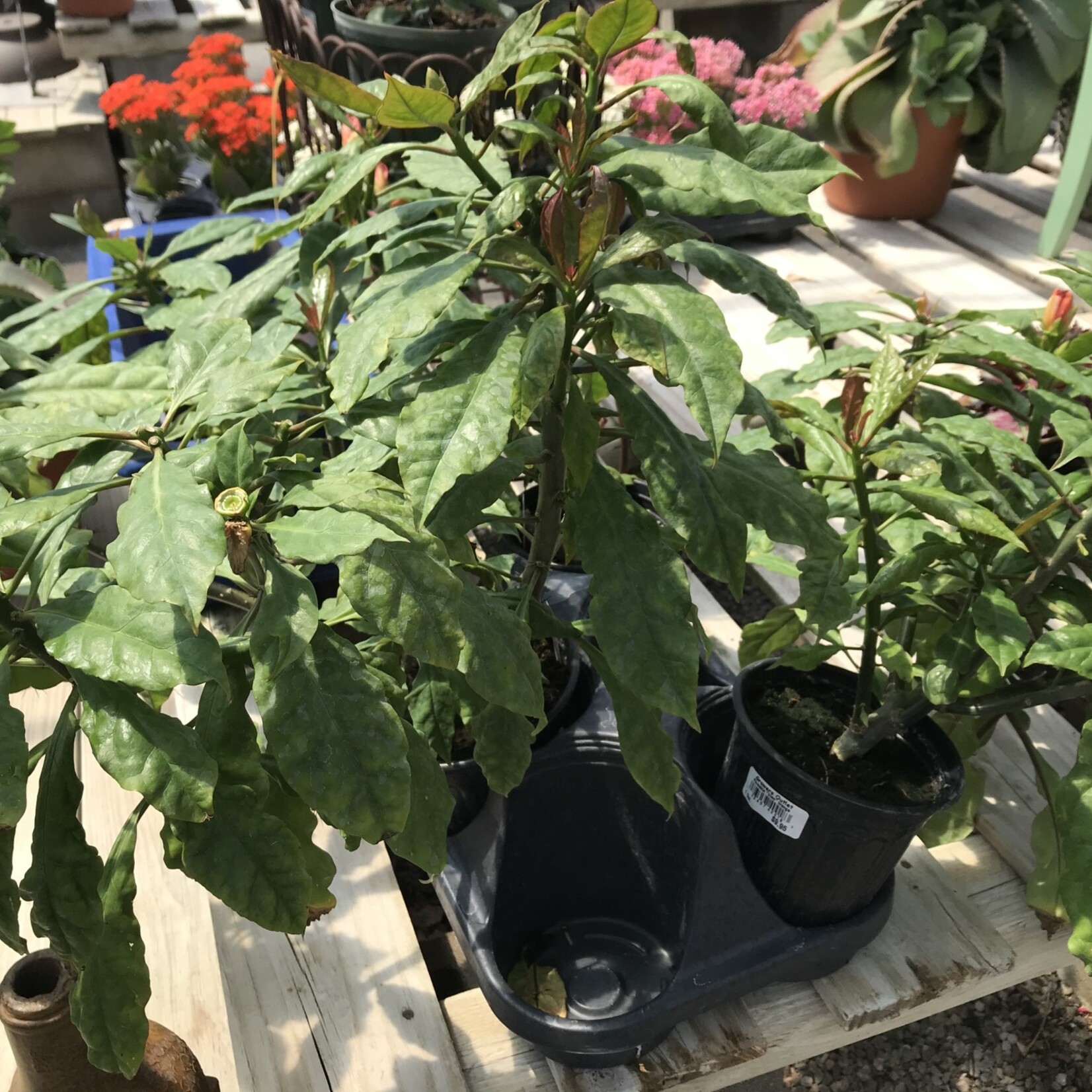PERESKIA, 'BLEO ORANGE' 1g