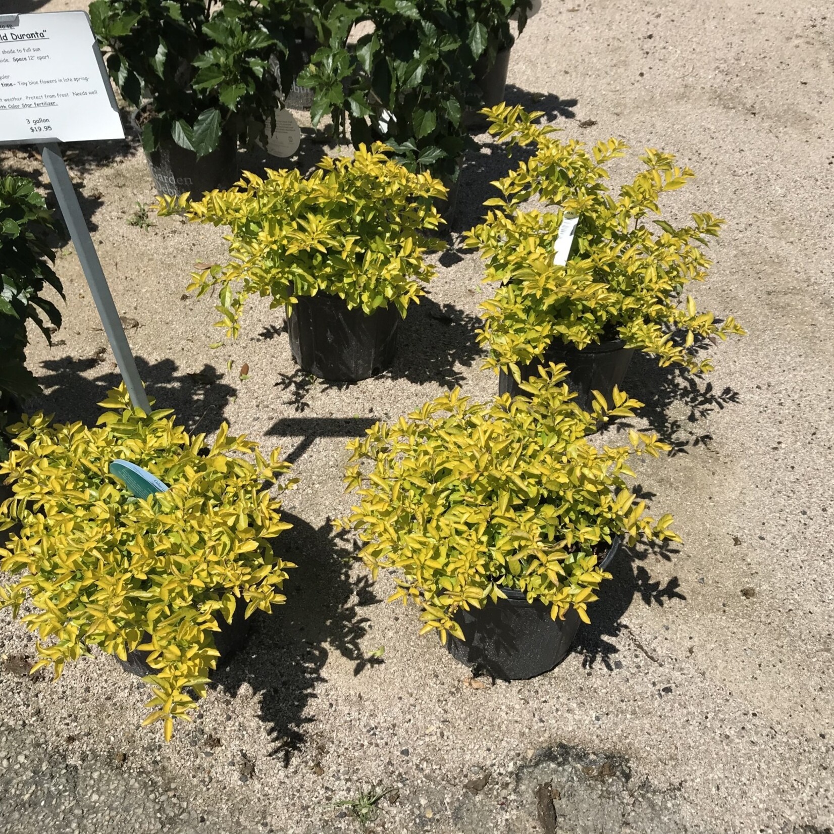 DURANTA, 'CUBAN GOLD' 3 gal. pot