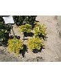 DURANTA, 'CUBAN GOLD' 3 gal. pot