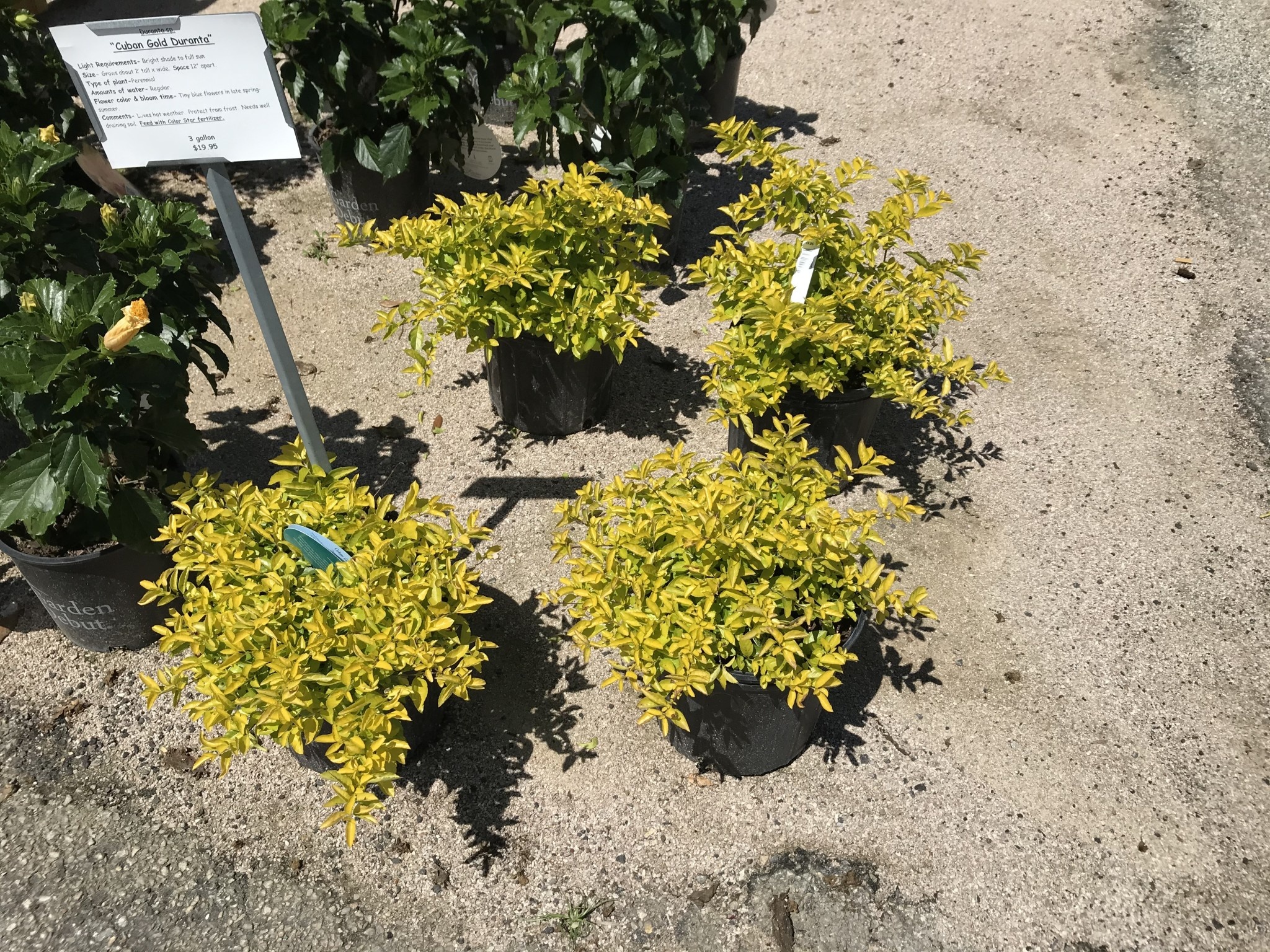 DURANTA, 'CUBAN GOLD' 3 gal. pot