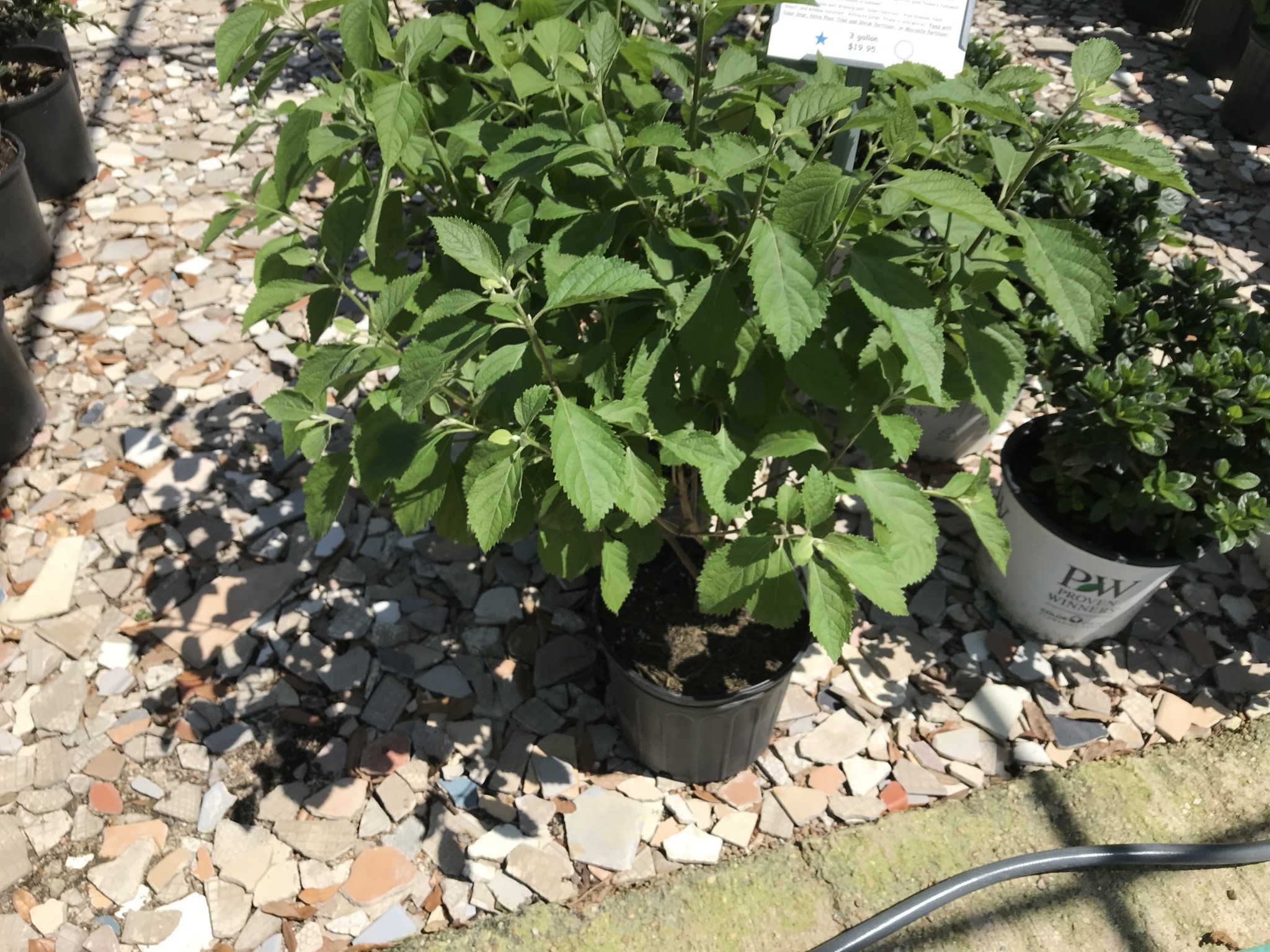 BEAUTYBERRY, 'AMERICAN', 3 GALLON