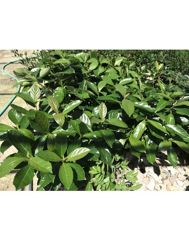 VIBURNUM, 'AWABUKI', 3G*