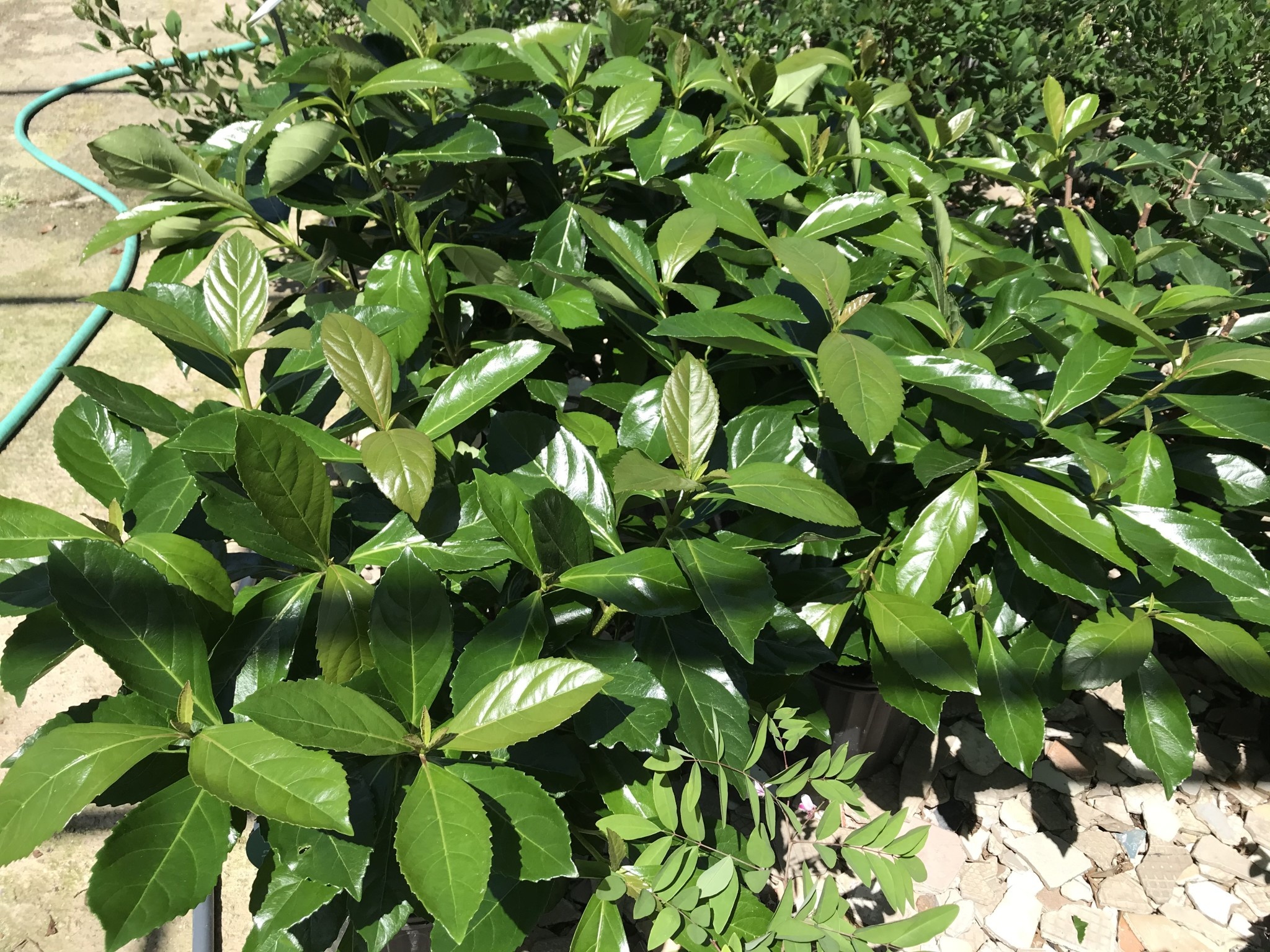‘AWABUKI’ VIBURNUM, 3 GALLON