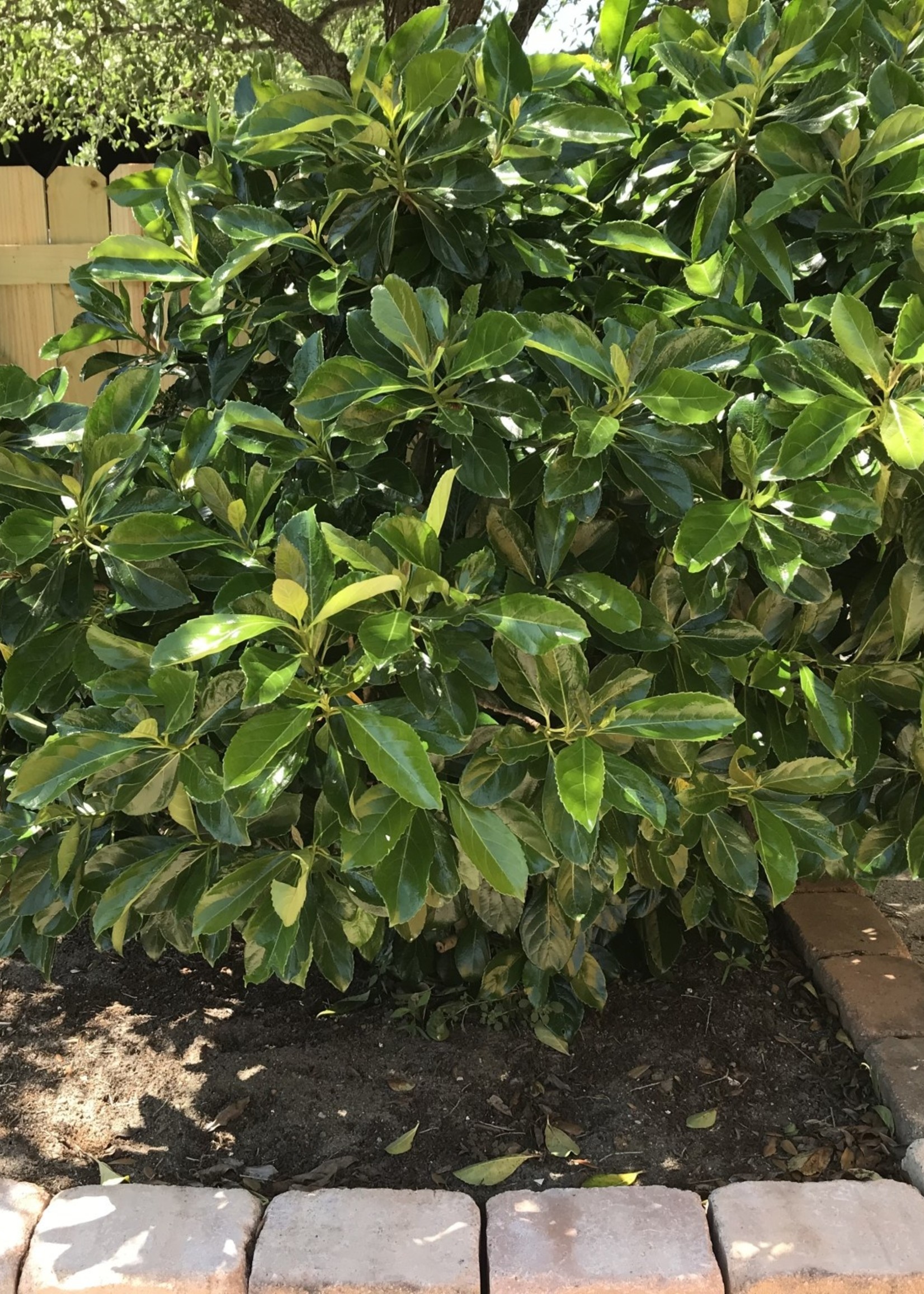 'AWABUKI' VIBURNUM 3GGROWERS OUTLET WILLIS, TEXAS Growers Outlet