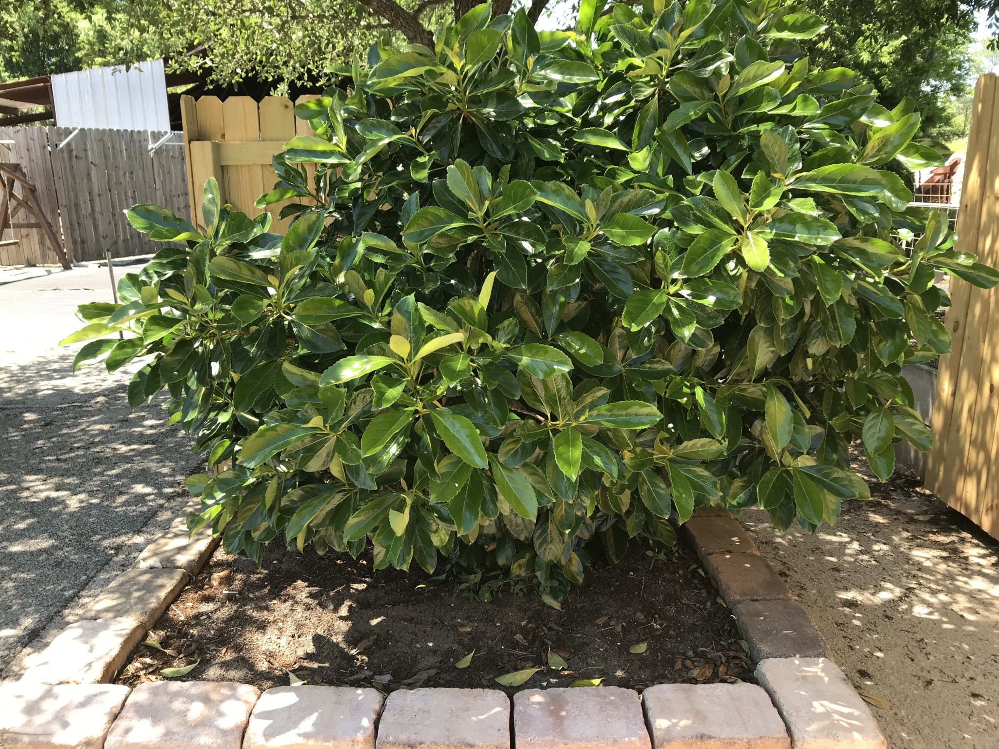 ‘AWABUKI’ VIBURNUM, 3 GALLON