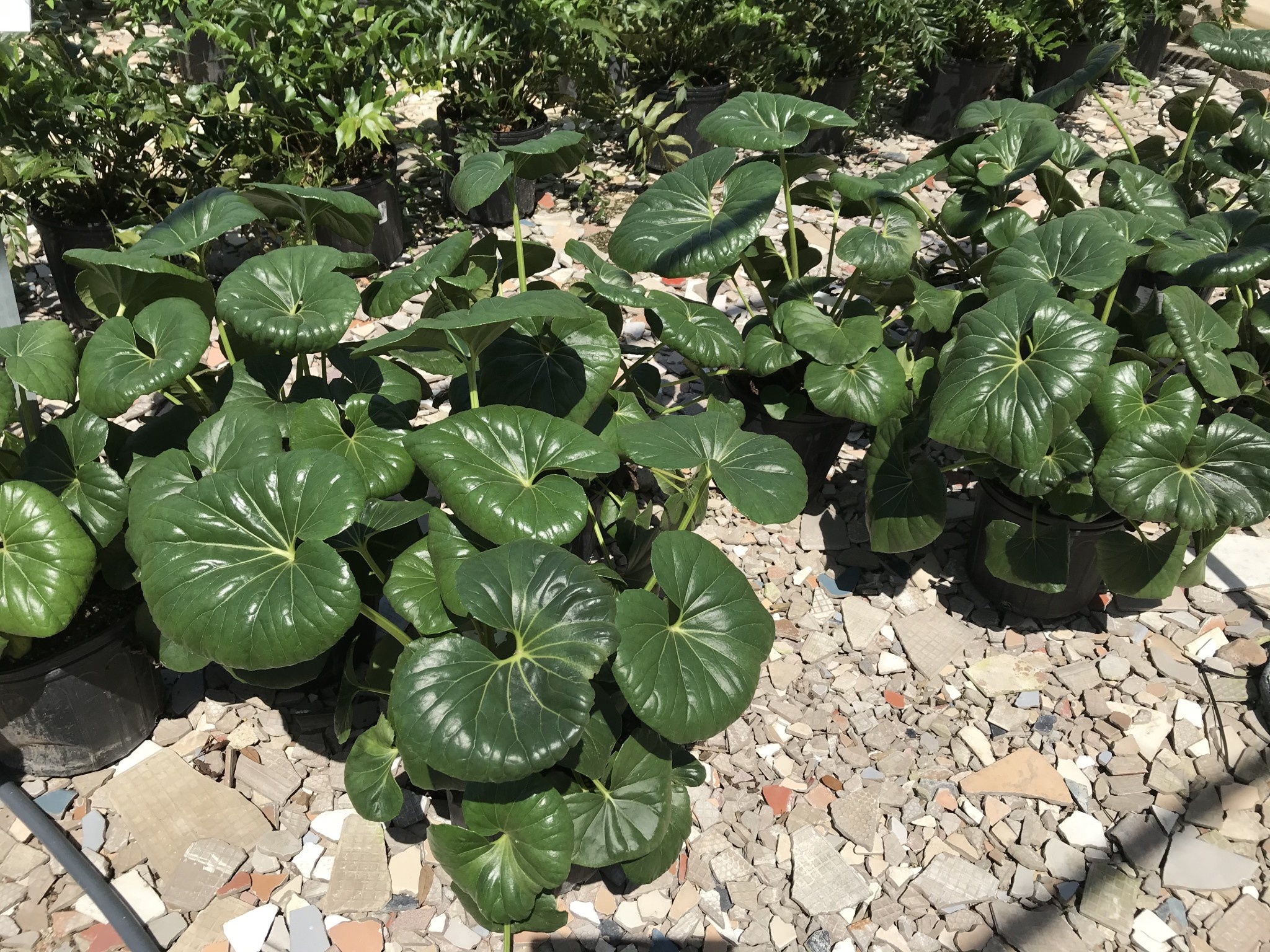 FARFUGIUM, LIGULARIA GIGANTEA, 3G