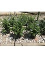 IMPERIAL BLUE PLUMBAGO PLANT, 3 GALLON
