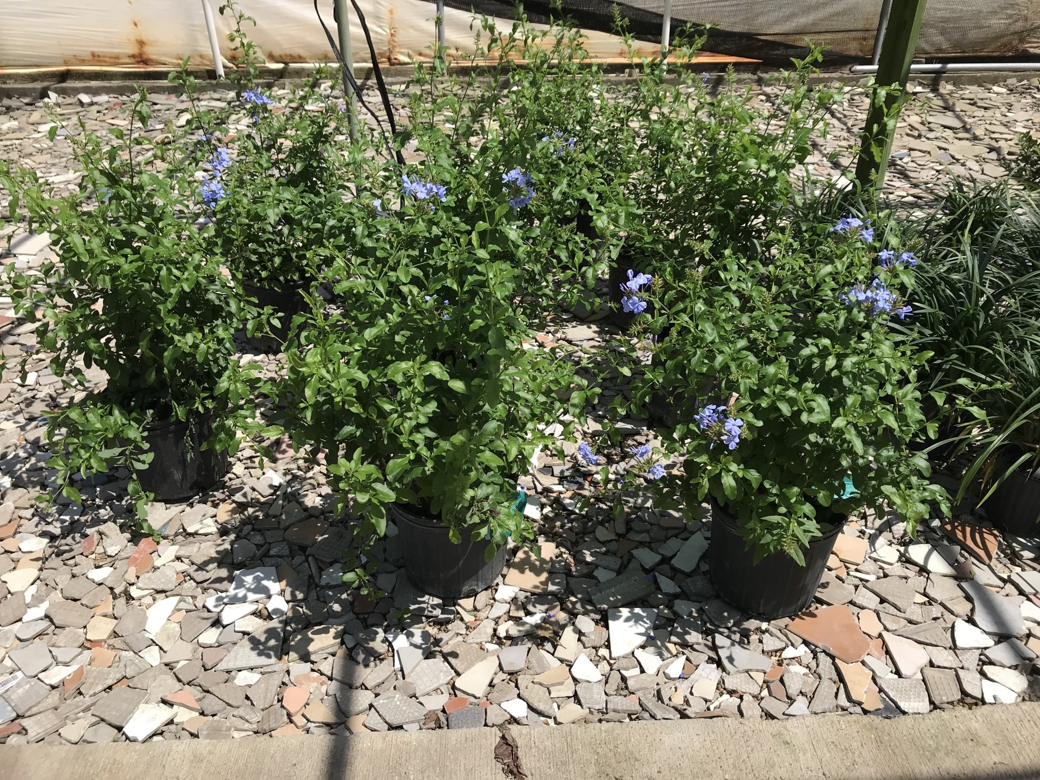 'Imperial Blue' Plumbago 3 Gallon - Mature Blue Flowering