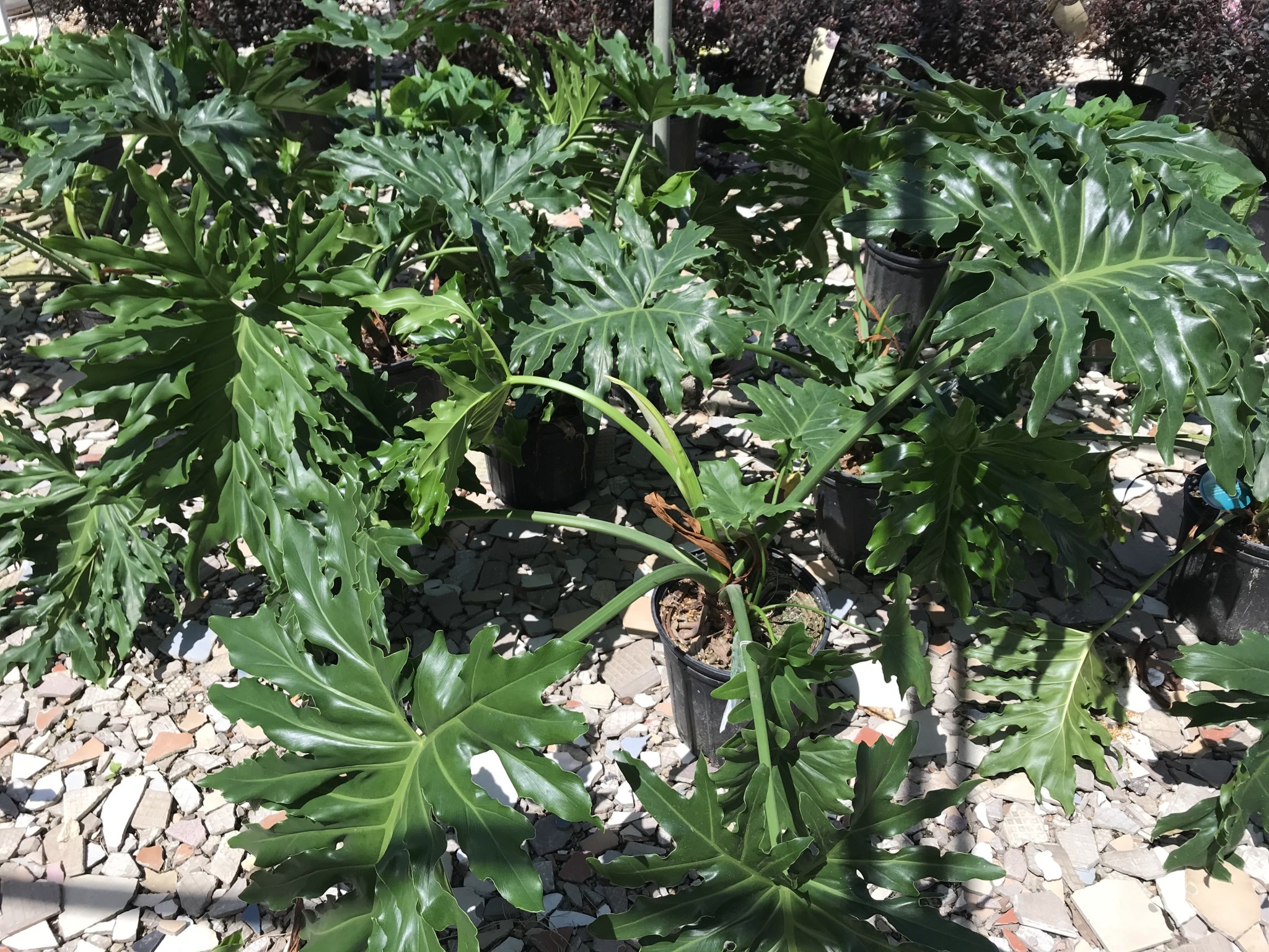 SPLIT LEAF PHILODENDRON PLANT, 3 GALLON