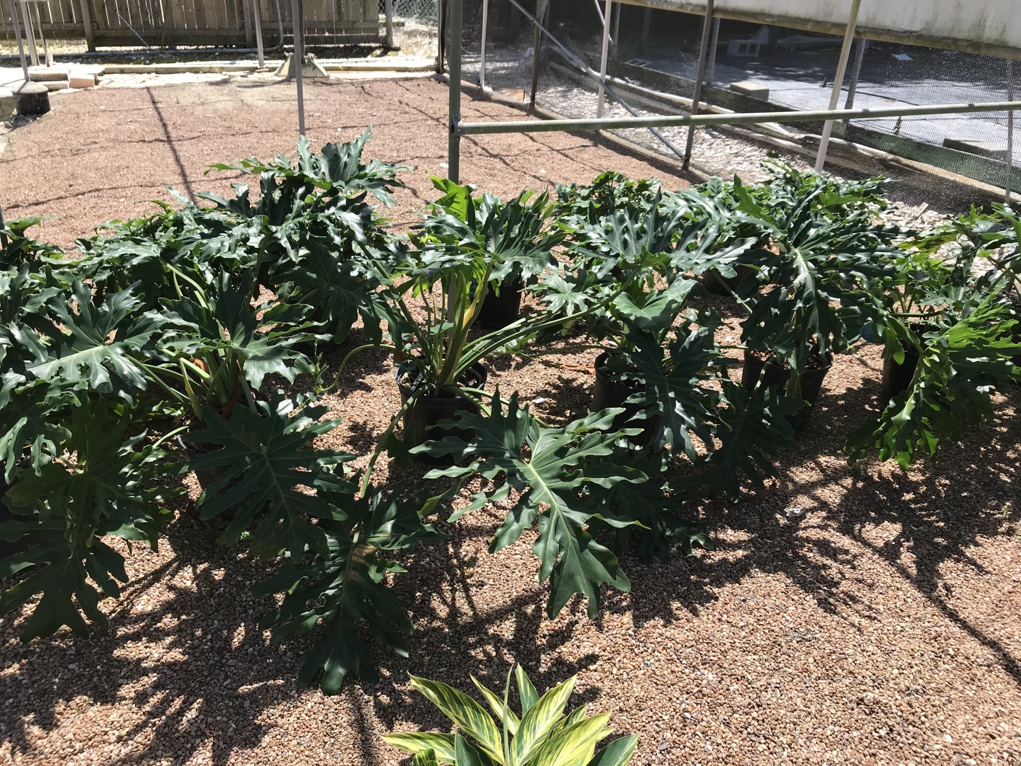 PHILODENDRON, 'SPLIT LEAF', 3G