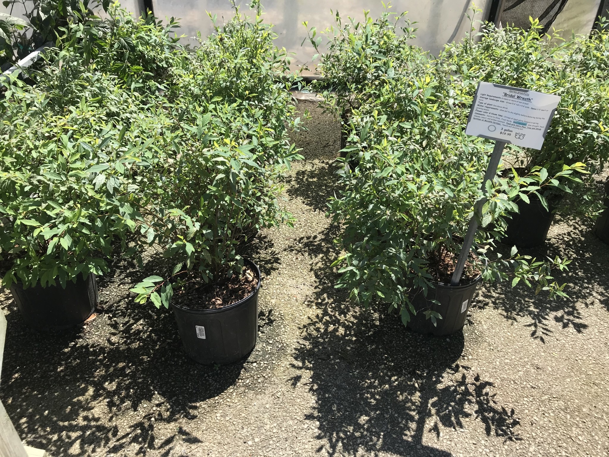 'BRIDAL WREATH' SPIREA, 3 GALLON