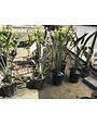 BIRD OF PARADISE PLANT, 5 GALLON