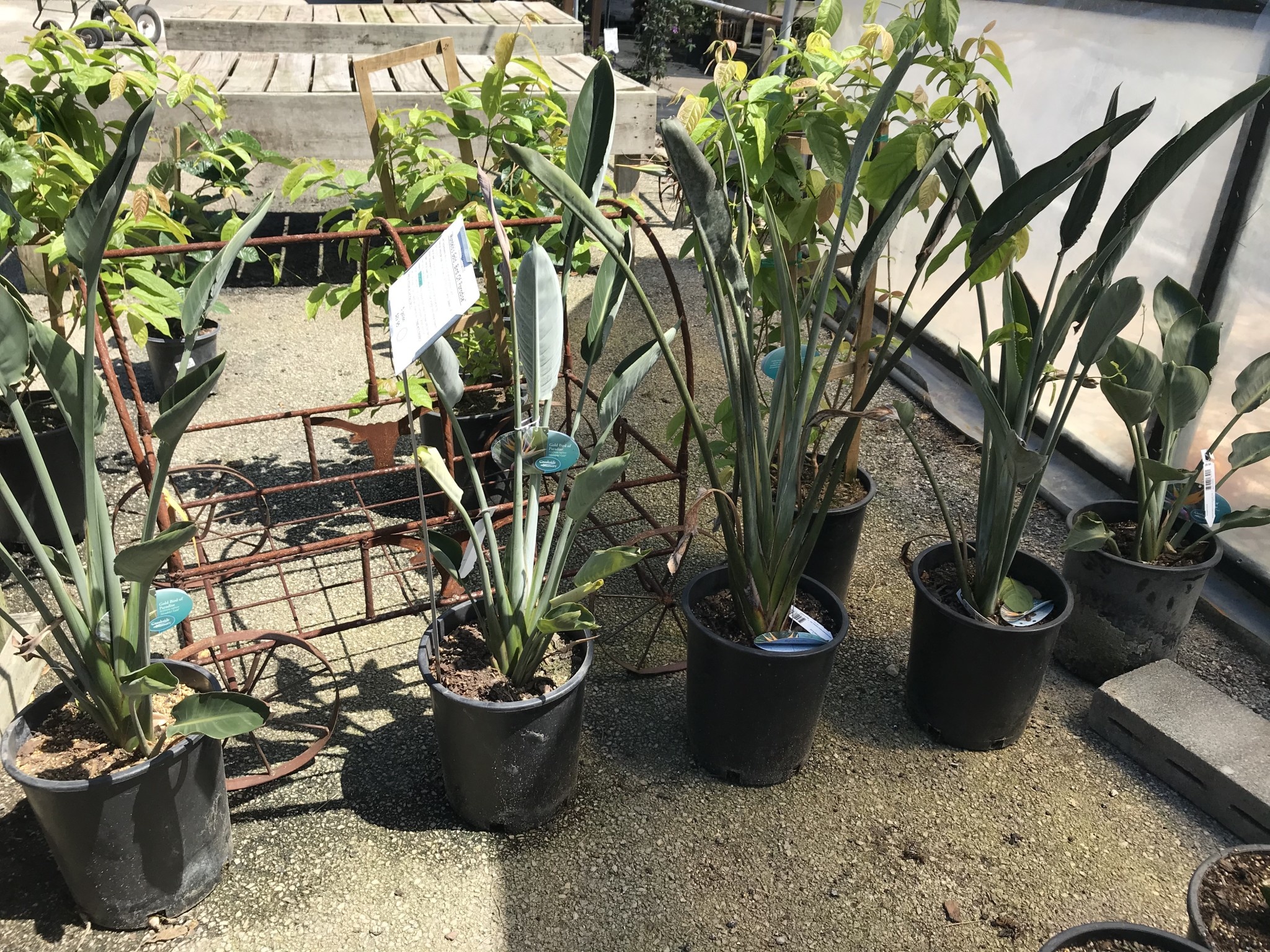 BIRD OF PARADISE PLANT, 5 GALLON