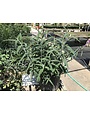 'MEXICAN BUSH SAGE' SALVIA, 3 GALLON