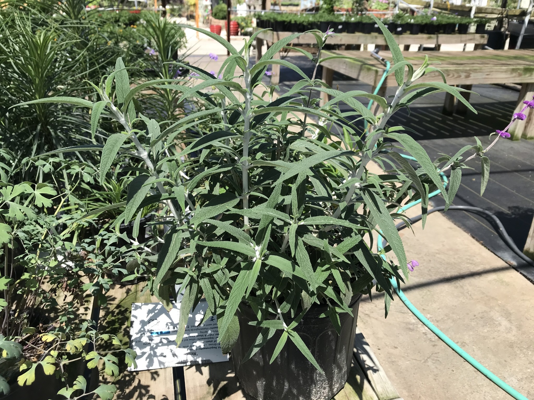 'MEXICAN BUSH SAGE' SALVIA, 3 GALLON