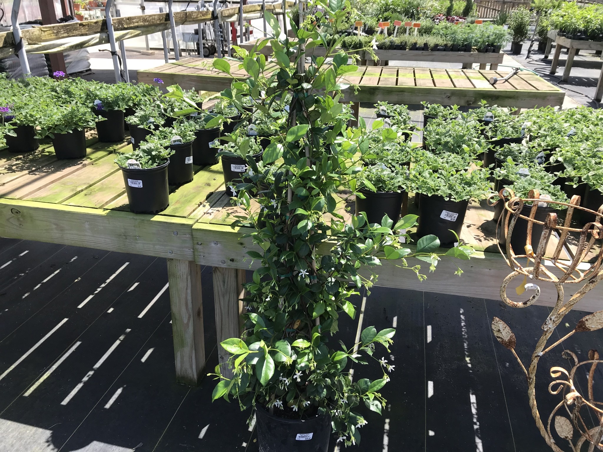 Star Jasmine 5 Gallon - Trachelospermum jasminoides