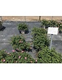 PINK DRIFT® GROUNDCOVER ROSE BUSH, 3 GALLON
