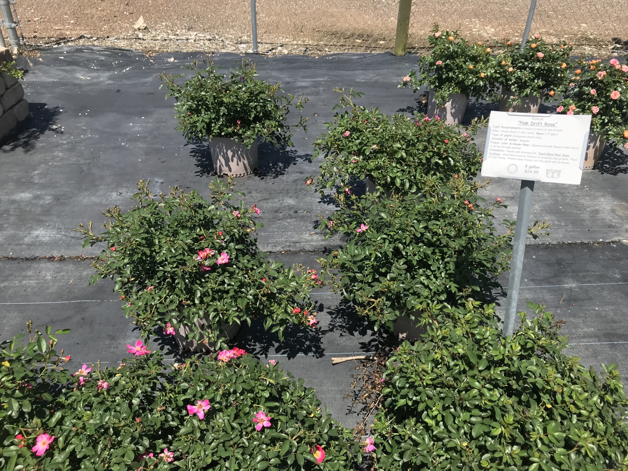 PINK DRIFT® GROUNDCOVER ROSE BUSH, 3 GALLON