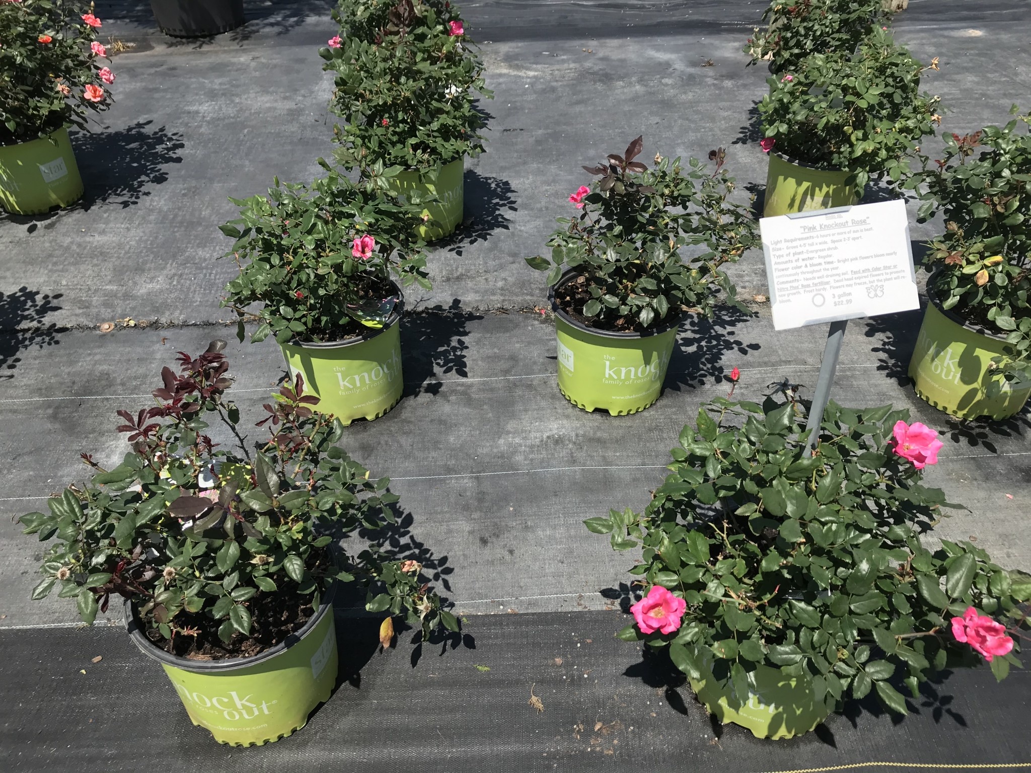 ROSE, 'KNOCK OUT' PINK, 3G