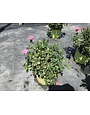 PINK DOUBLE KNOCK OUT® ROSE BUSH, 3 GALLON