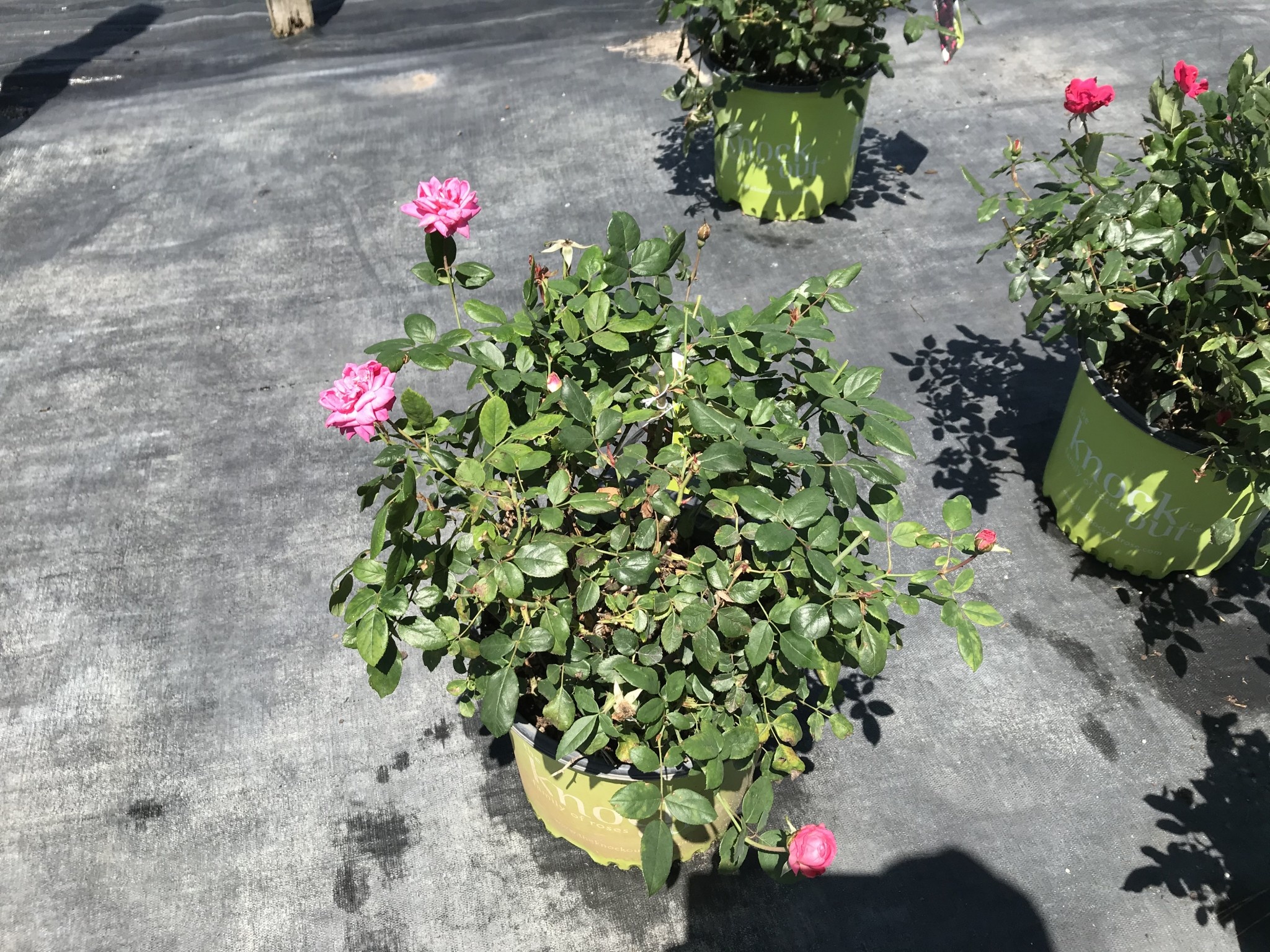 PINK DOUBLE KNOCK OUT® ROSE BUSH, 3 GALLON