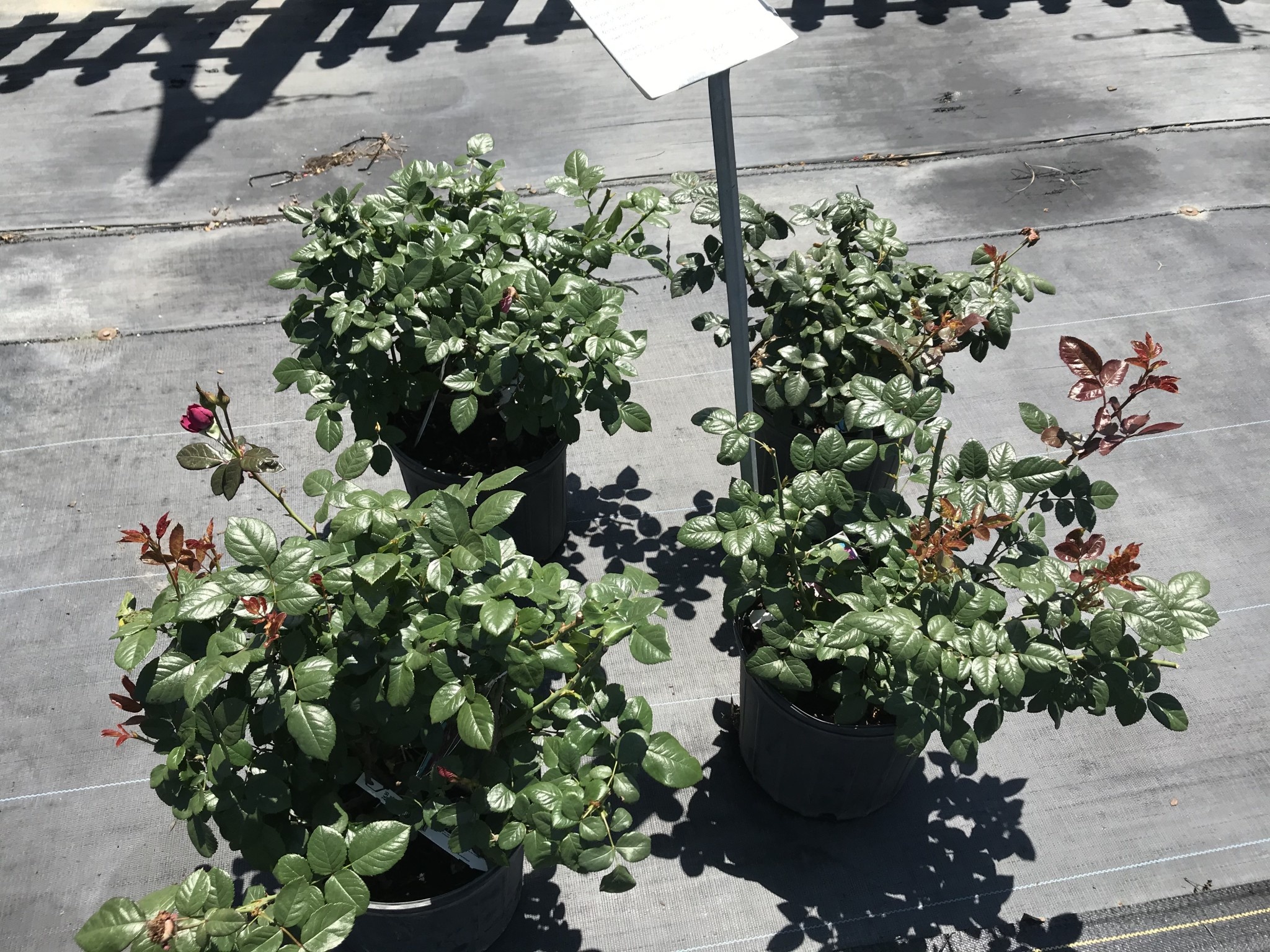 PLUM PERFECT™ SUNBELT® ROSE BUSH, 3 GALLON