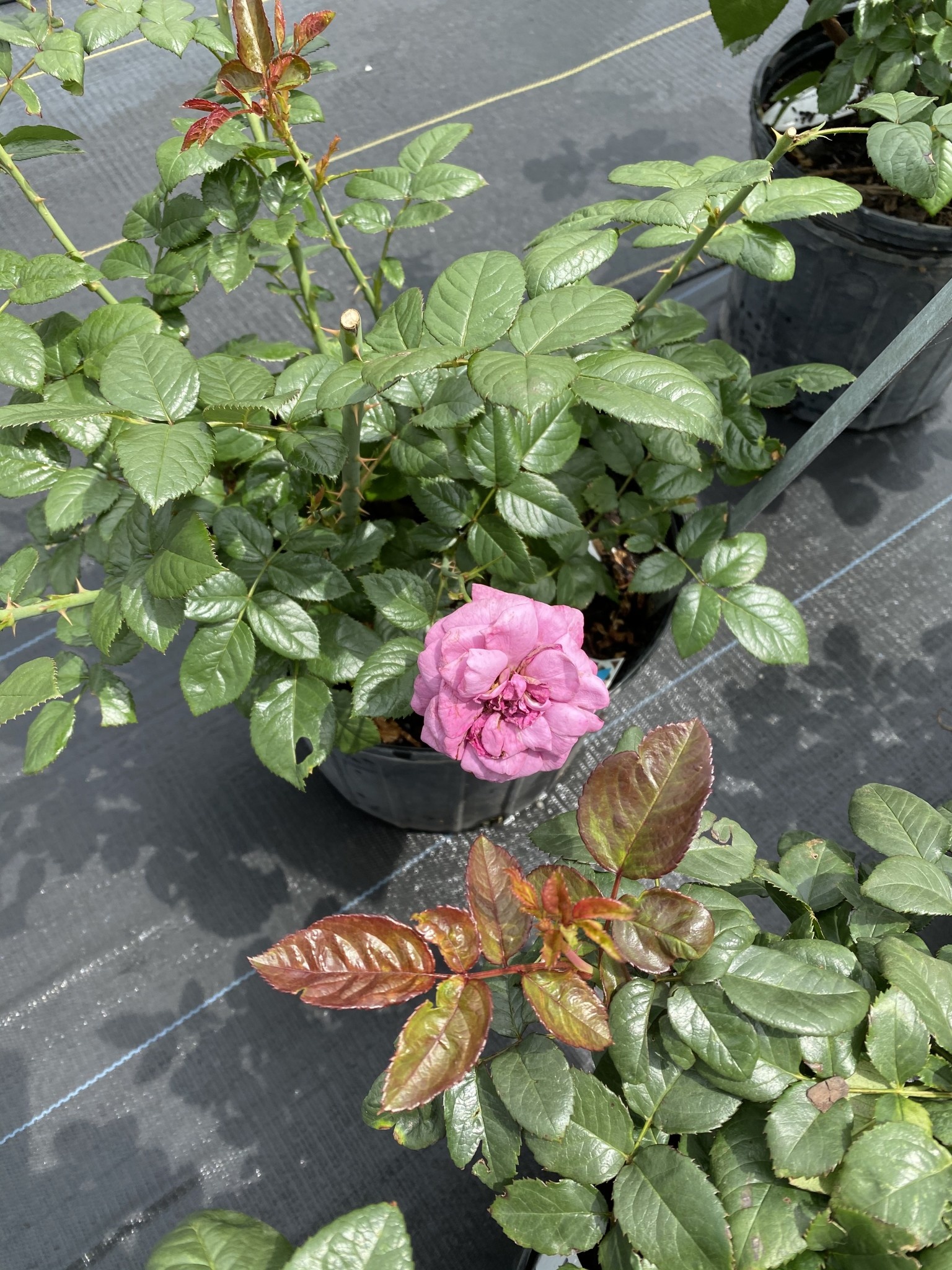 Plum Perfect Rose 3 Gallon - Rosa 'Plum Perfect'