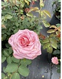 'BELINDA'S DREAM' ROSE, 3 GALLON