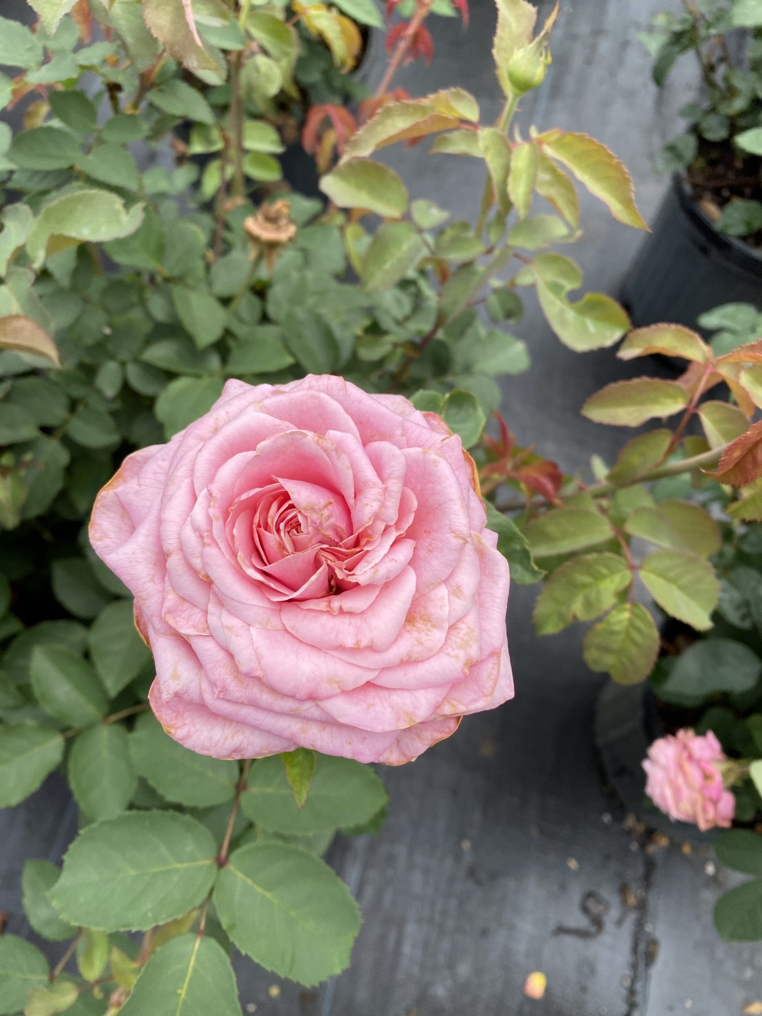 'BELINDA'S DREAM' ROSE, 3 GALLON