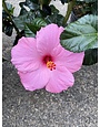 'SEMINOLE PINK' TROPICAL HIBISCUS, 3 GALLON
