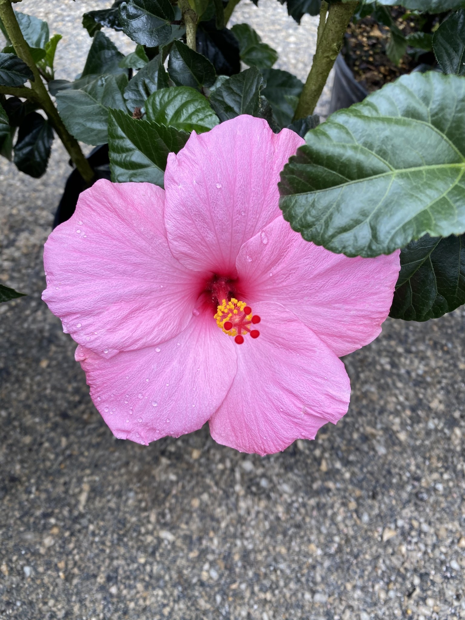 'SEMINOLE PINK' TROPICAL HIBISCUS, 3 GALLON
