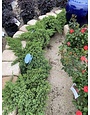 JUNIPER, 'GREEN MOUND', 3G
