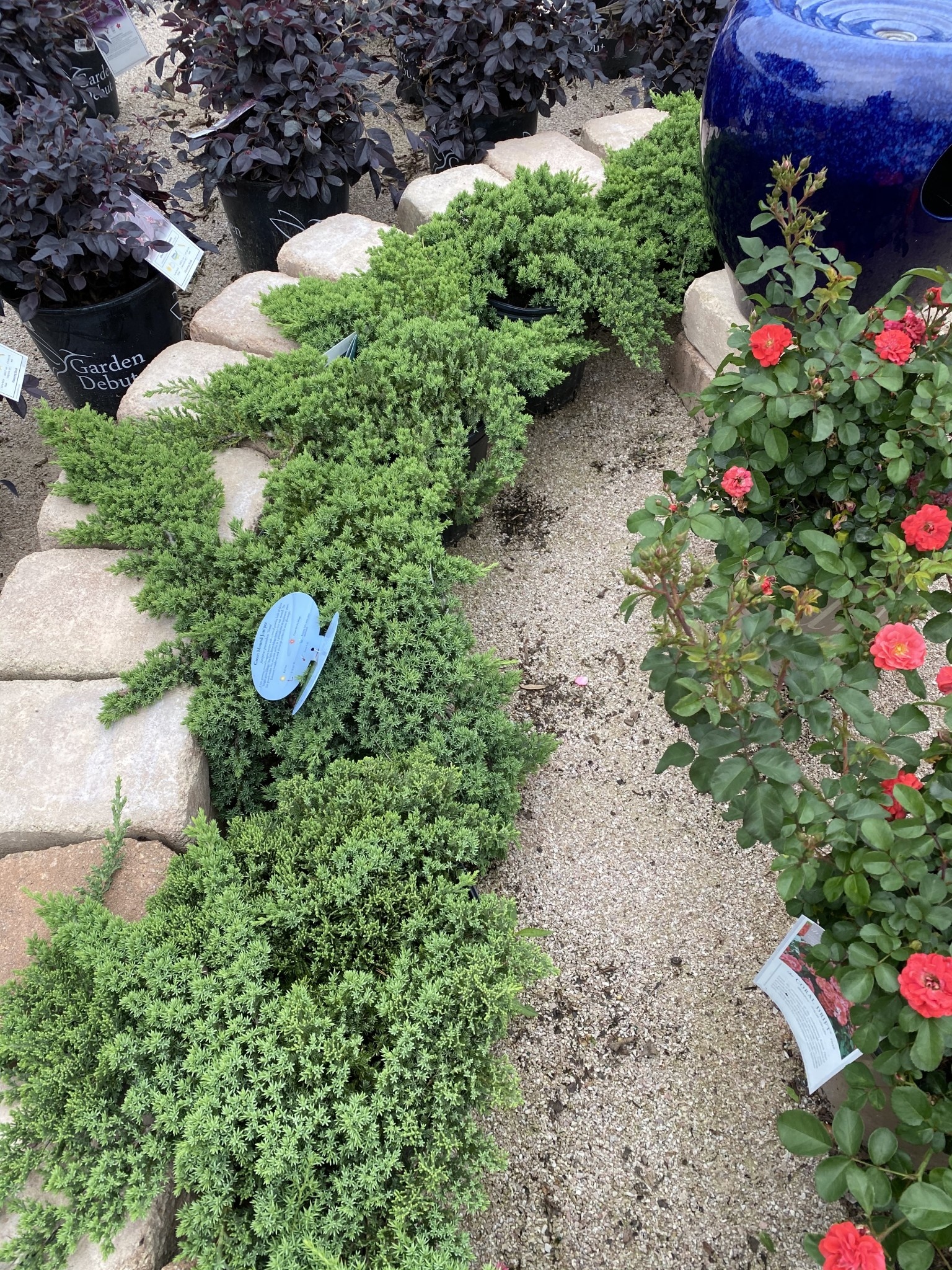 'GREEN MOUND' JUNIPER, 3 GALLON