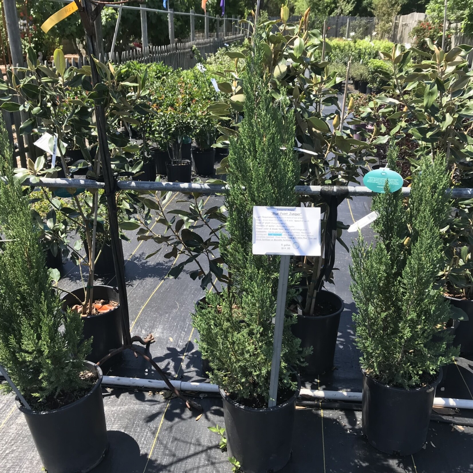 JUNIPER, 'BLUE POINT 5G