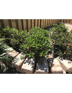 Hawthorn 'Clara' 3G