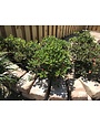 Hawthorn 'Clara' 3 Gallon - Compact White Blooming Shrub