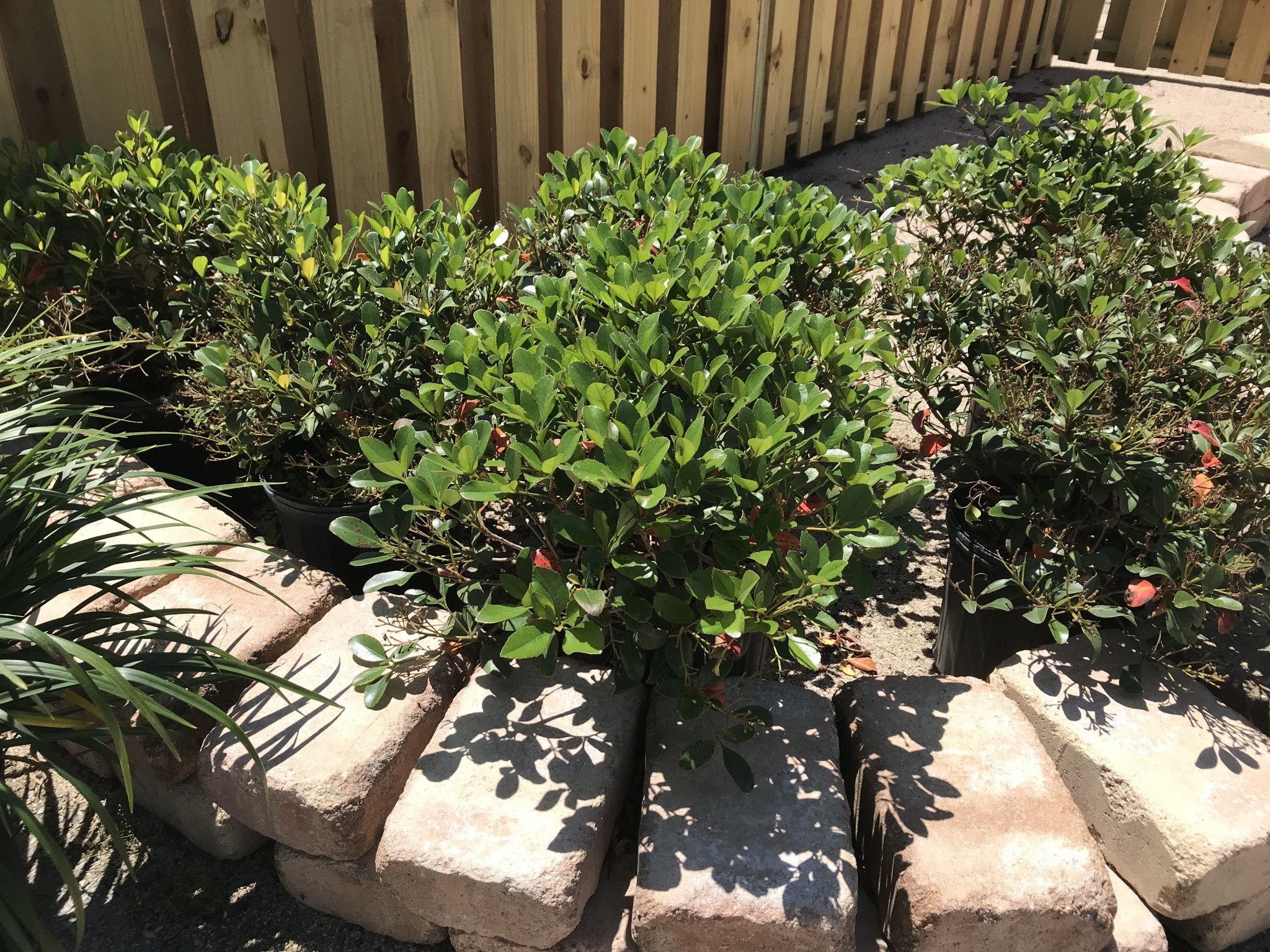 'CLARA' INDIAN HAWTHORN 3G GROWERS OUTLET WILLIS, TEXAS Growers