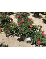CORAL DRIFT® GROUNDCOVER ROSE BUSH, 3 GALLON