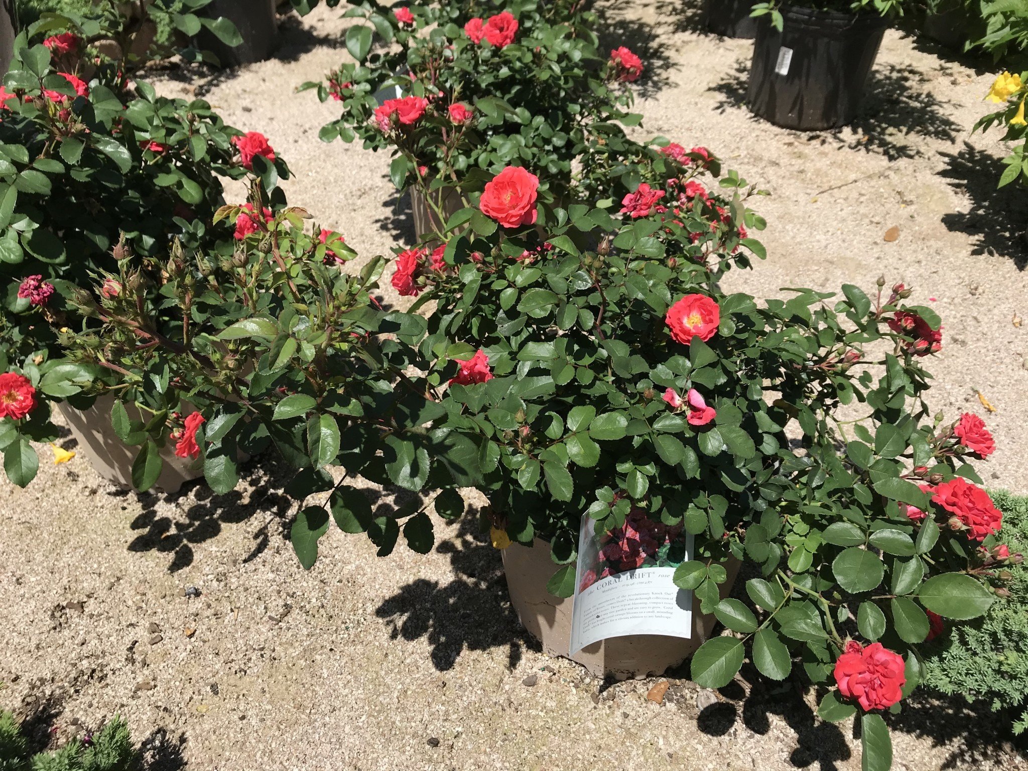 CORAL DRIFT® GROUNDCOVER ROSE BUSH, 3 GALLON