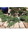 JUNIPER, 'GREEN MOUND', 3G