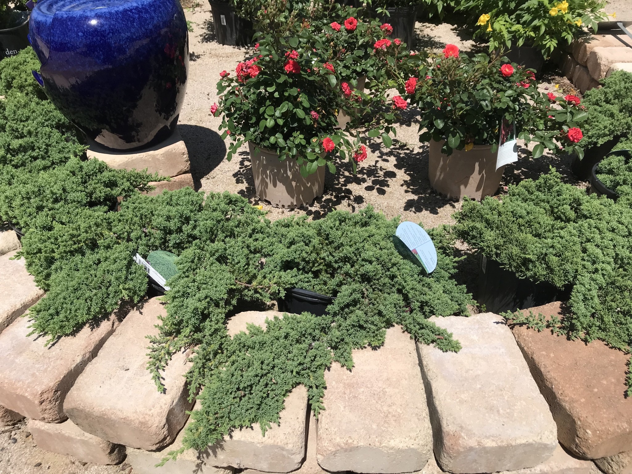 'GREEN MOUND' JUNIPER, 3 GALLON