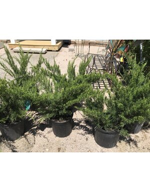 Juniper 'Sea Green' 3G