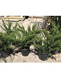 'SEA GREEN' JUNIPER, 3 GALLON