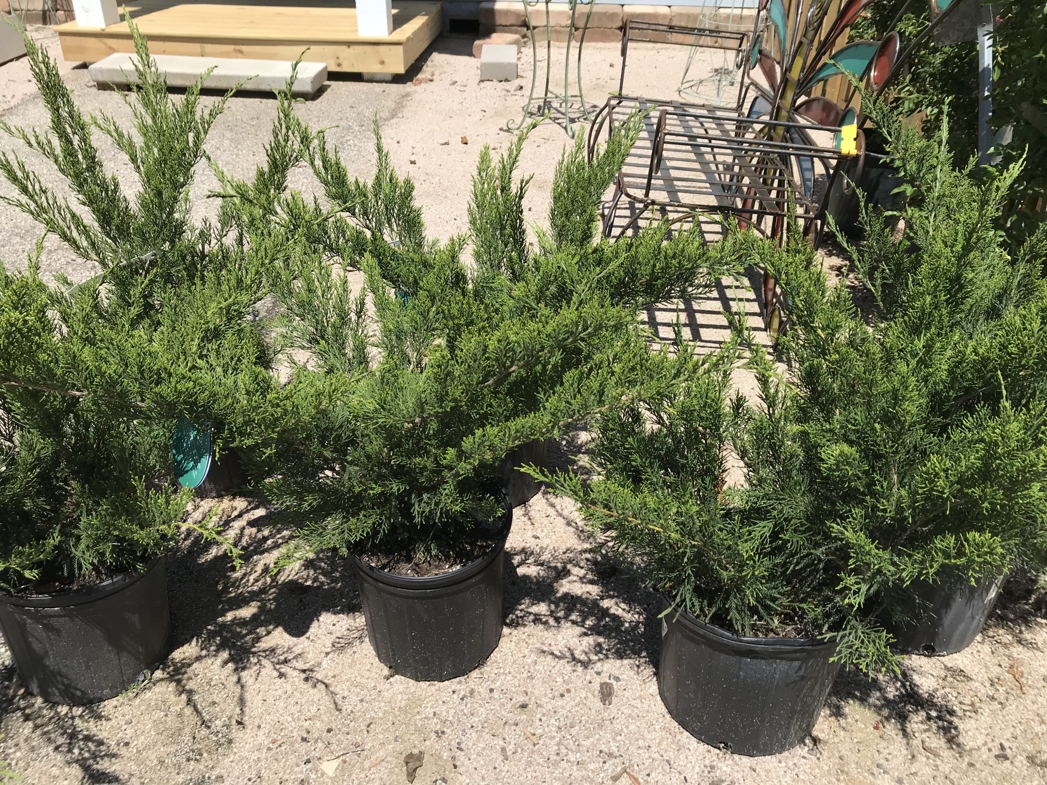 Sea Green Juniper 3 Gallon - Juniperus chinensis 'Sea Green'
