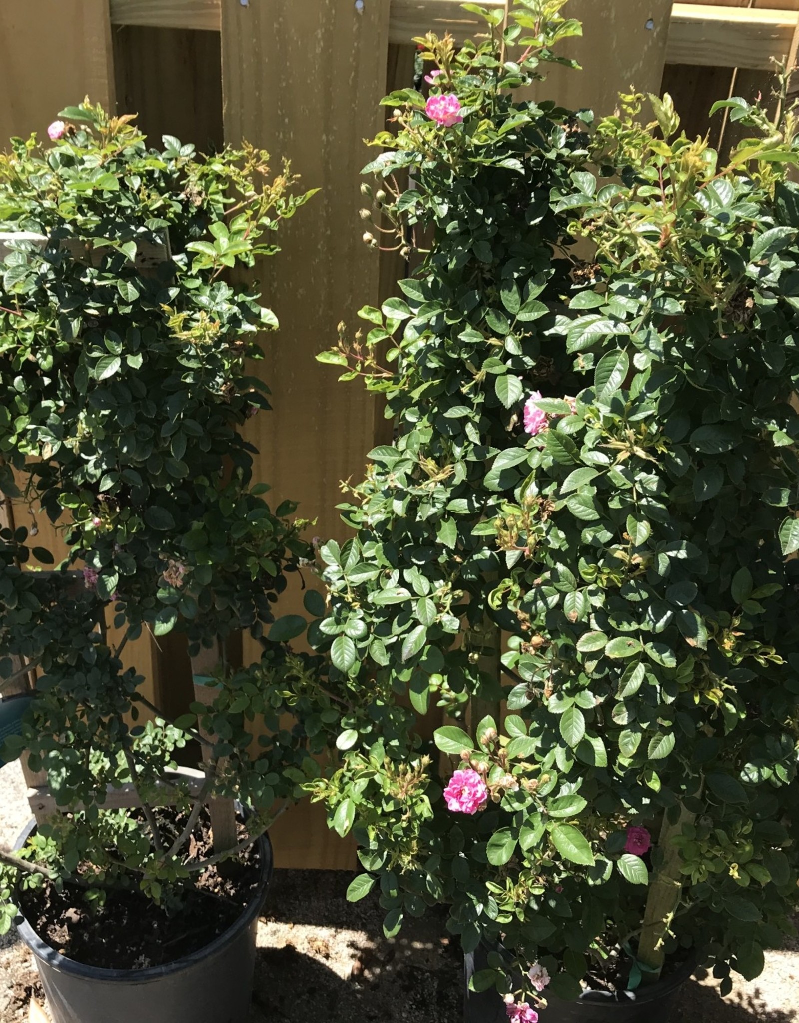 ROSE, PEGGY MARTIN 5G Trellis Growers Outlet