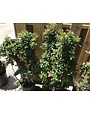 'PEGGY MARTIN' ROSE, 5 GALLON ON A TRELLIS