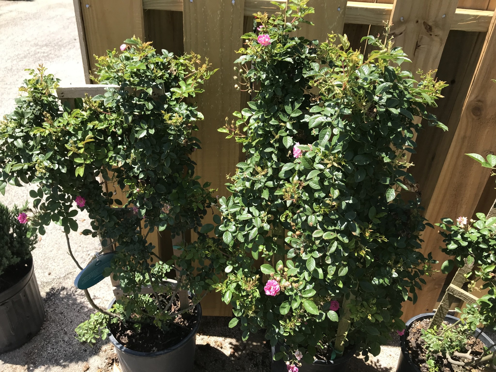 'Peggy Martin' Rose 5 Gallon with Trellis - Hurricane Survivor