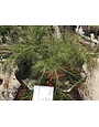 Red Firecracker Fern 3 Gallon - Russelia equisetiformis