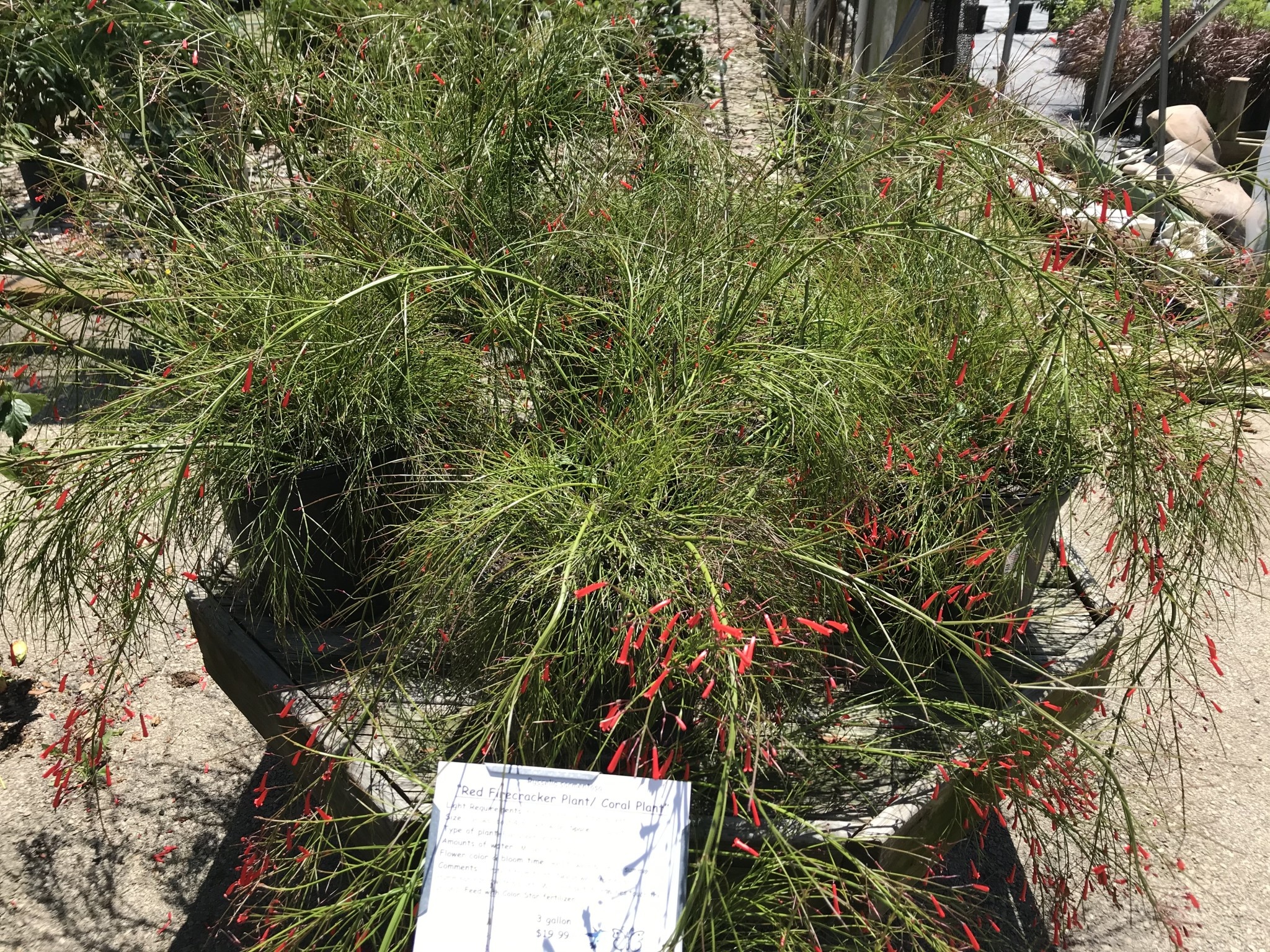 Red Firecracker Fern 3 Gallon - Russelia equisetiformis
